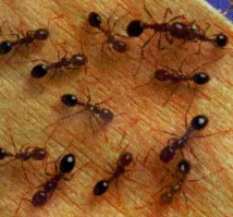 Legal Trouble Awaits Those Sending Fire Ants To The Elderly