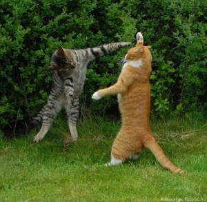 Liberal Cats: They Fight Each Other Whilst Republican Cats Run The Yard
